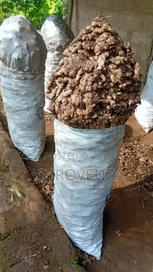 Ginger (Big Sack)