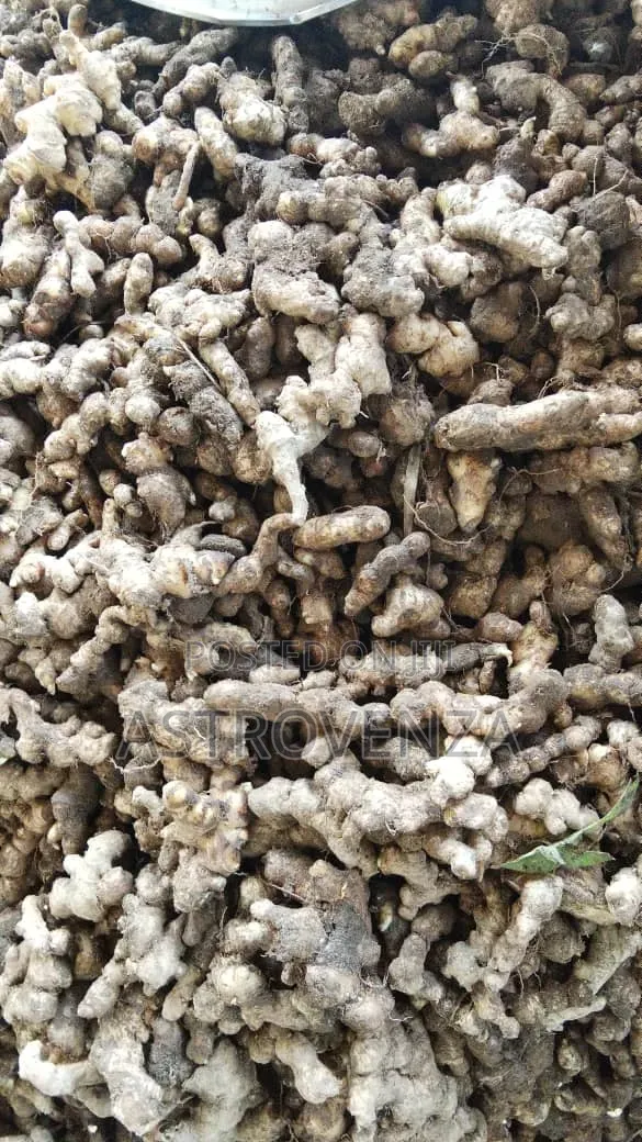 Ginger (Big Sack)