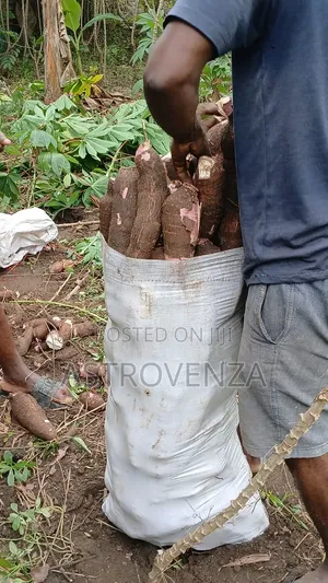 Cassava 75kg