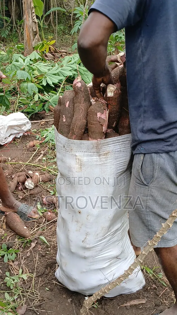 Cassava 75kg