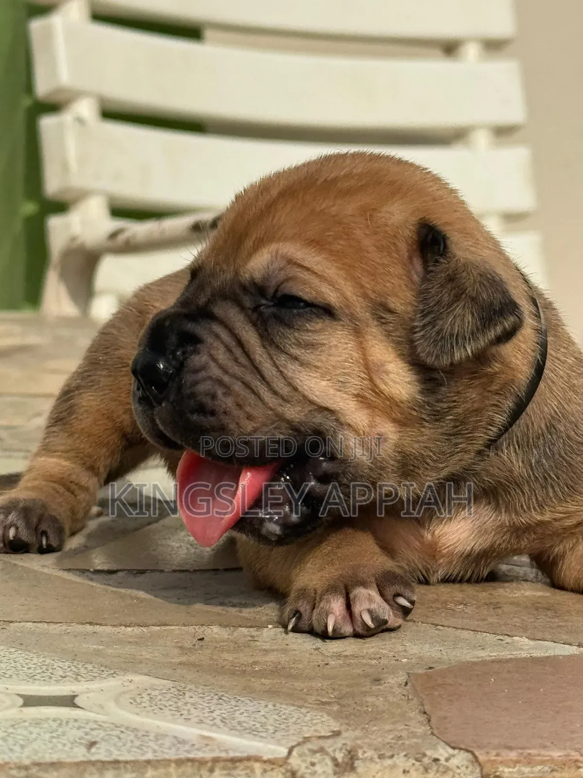 1-3 months Female Purebred Boerboel