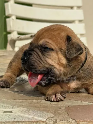 1-3 months Female Purebred Boerboel