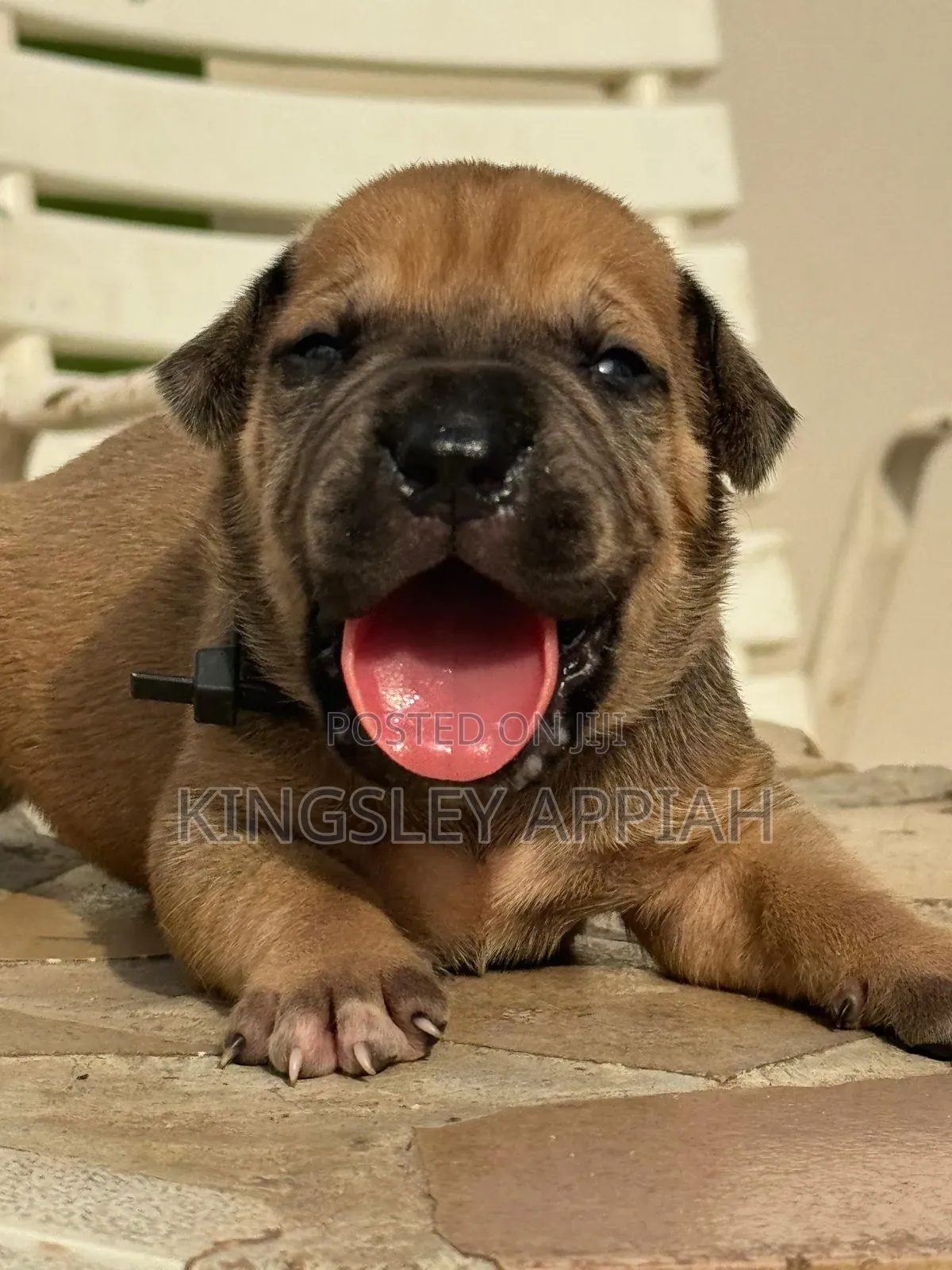 1-3 months Female Purebred Boerboel