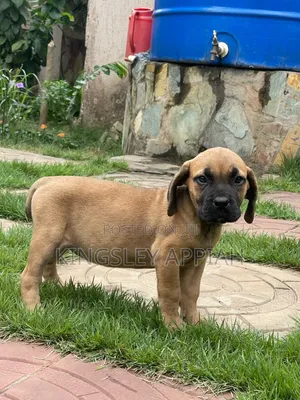 1-3 months Female Purebred Boerboel