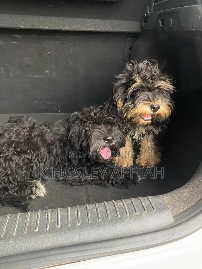 3-6 months Male Purebred Poodle