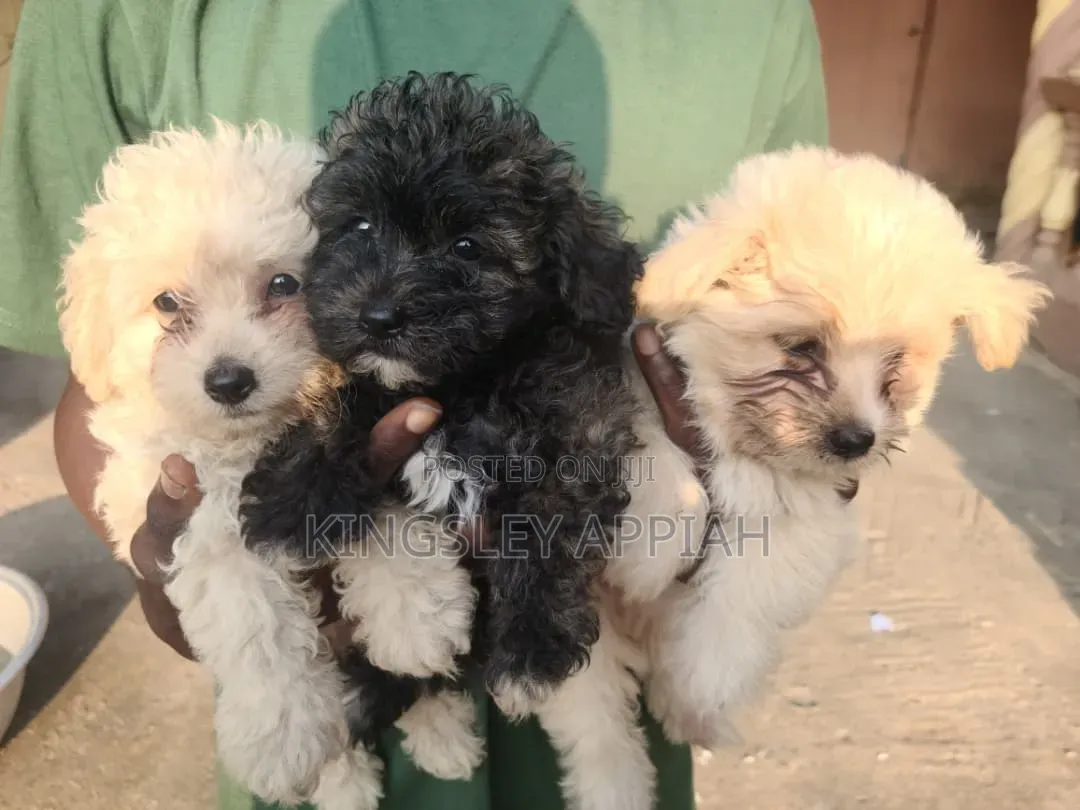 1-3 months Female Purebred Poodle