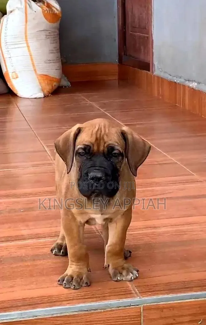1-3 months Female Purebred Boerboel