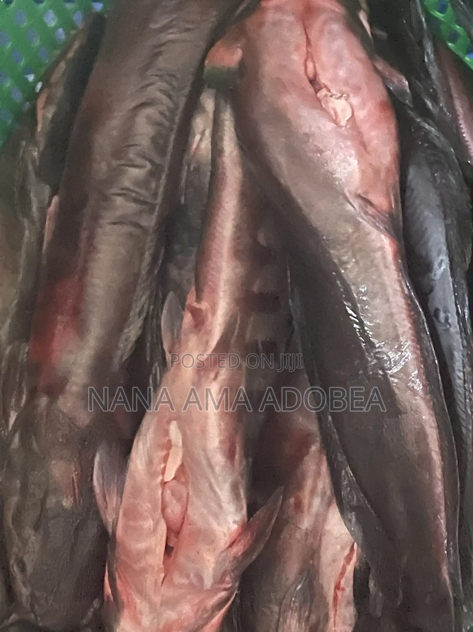 Frozen and Live Catfish for Sale