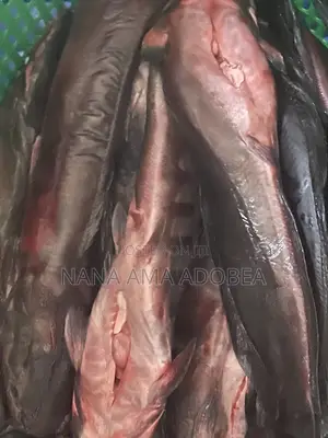 Frozen and Live Catfish for Sale