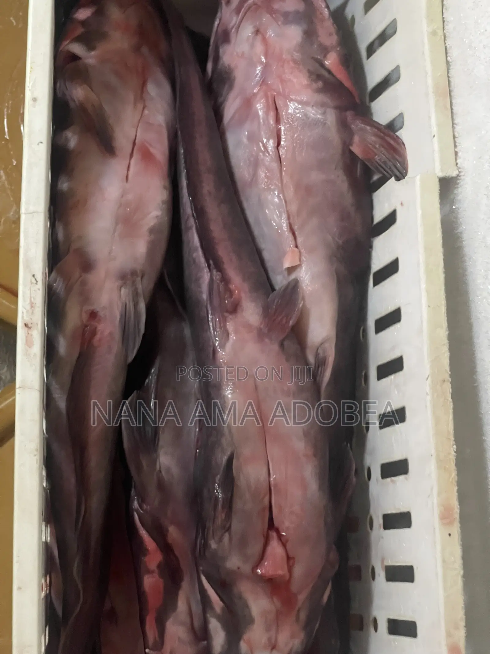 Frozen and Live Catfish for Sale