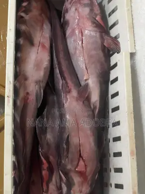 Frozen and Live Catfish for Sale