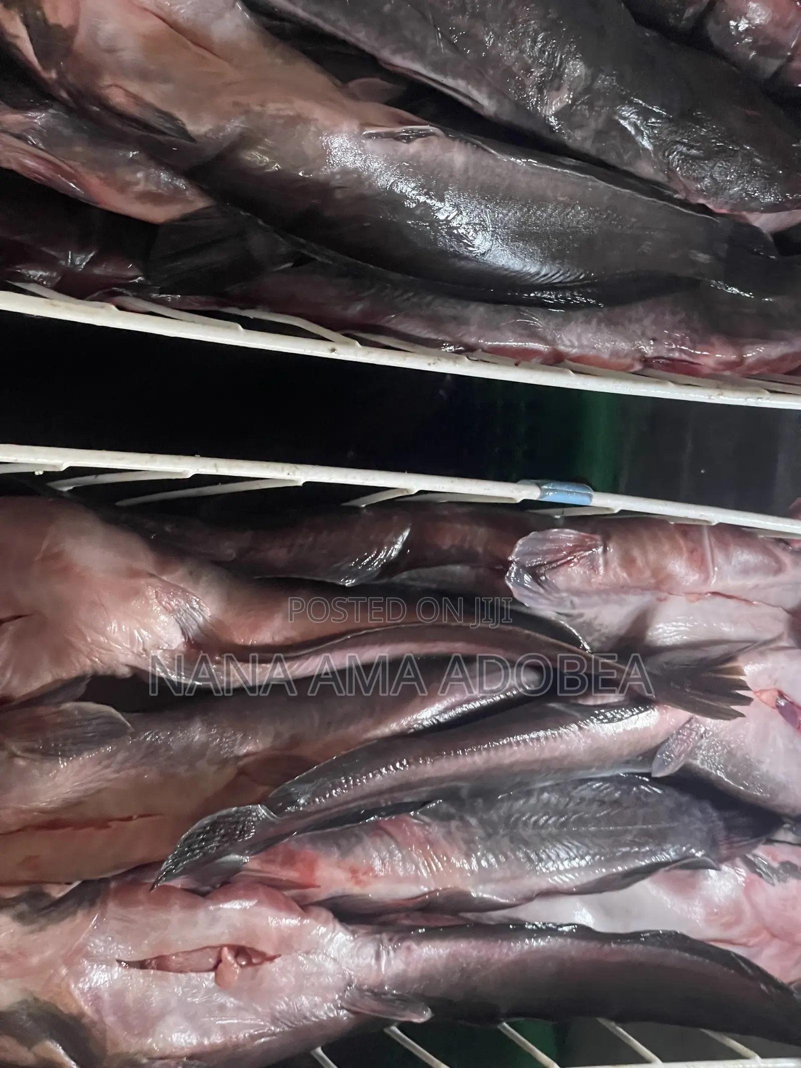 Frozen and Live Catfish for Sale