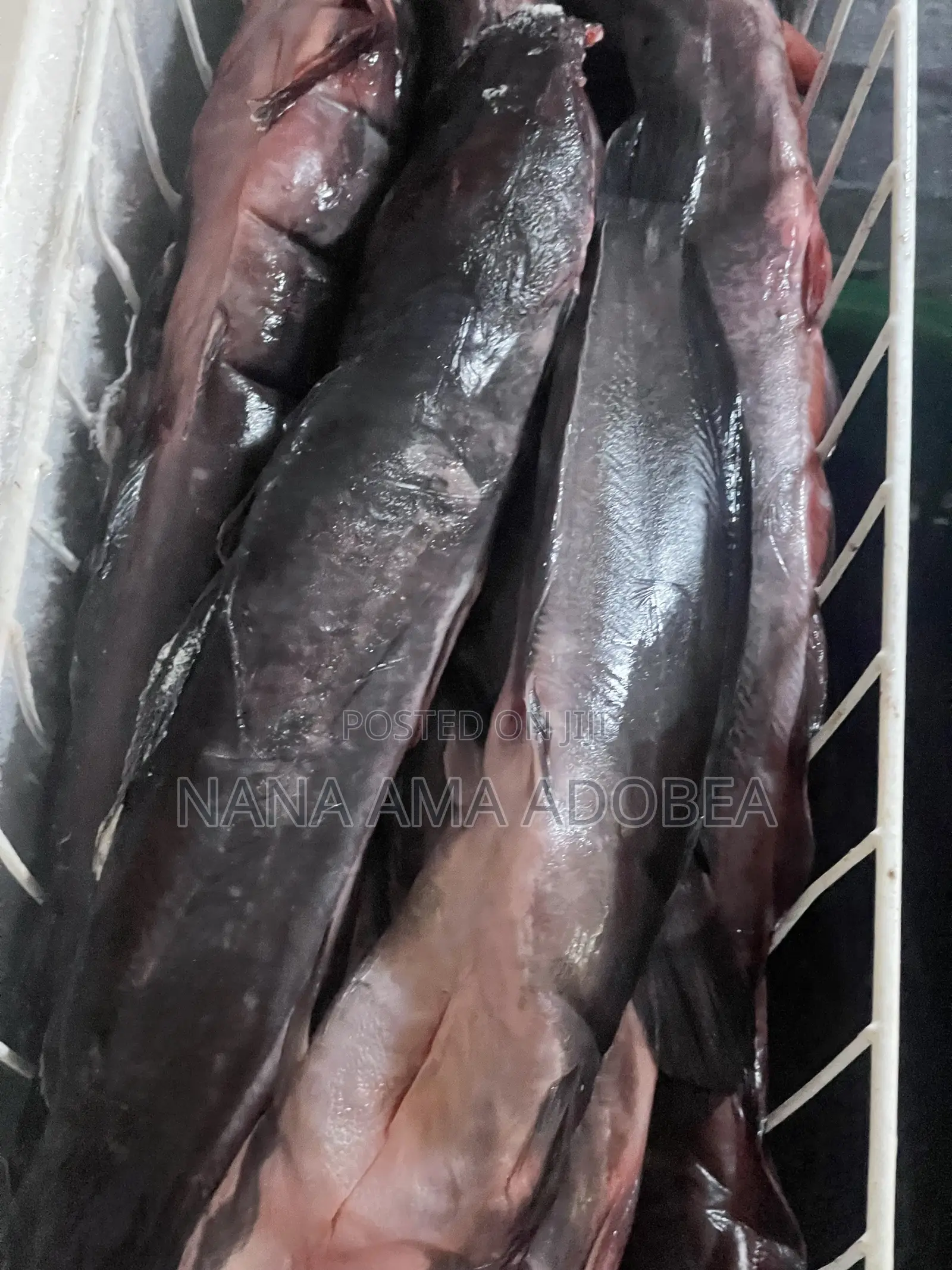Frozen and Live Catfish for Sale