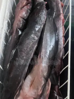 Frozen and Live Catfish for Sale