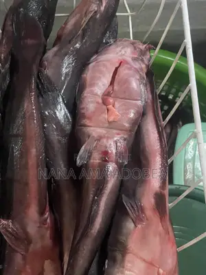 Frozen and Live Catfish for Sale