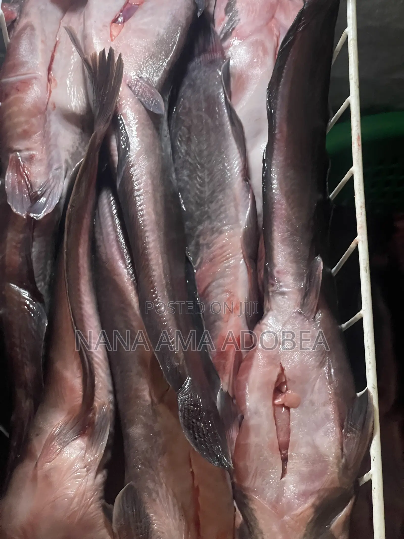 Frozen and Live Catfish for Sale