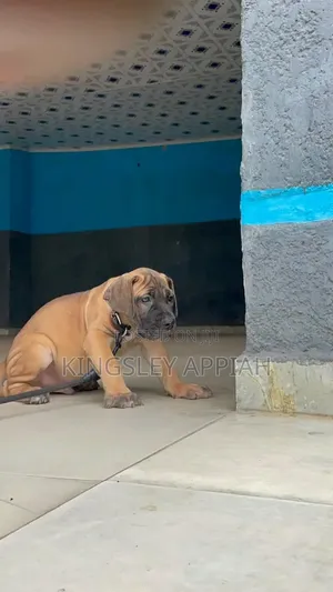 1-3 months Female Purebred Boerboel