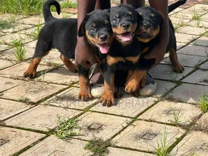 1-3 months Male Purebred Rottweiler