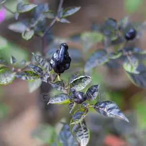 Habanero Pepper Black Plant