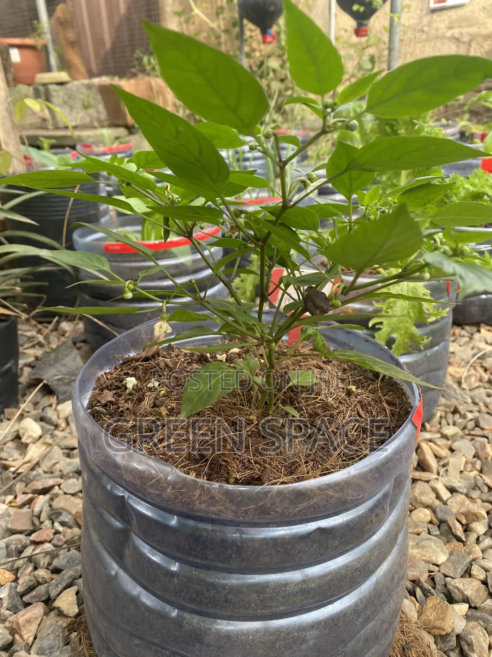 Habanero Pepper Black Plant