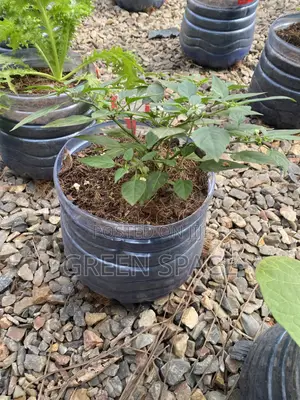 Habanero Pepper Black Plant
