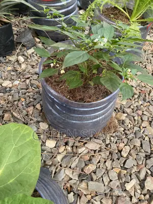Habanero Pepper Black Plant