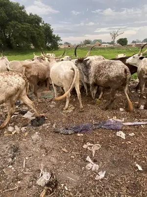 Afa Alhassan Farm Animals