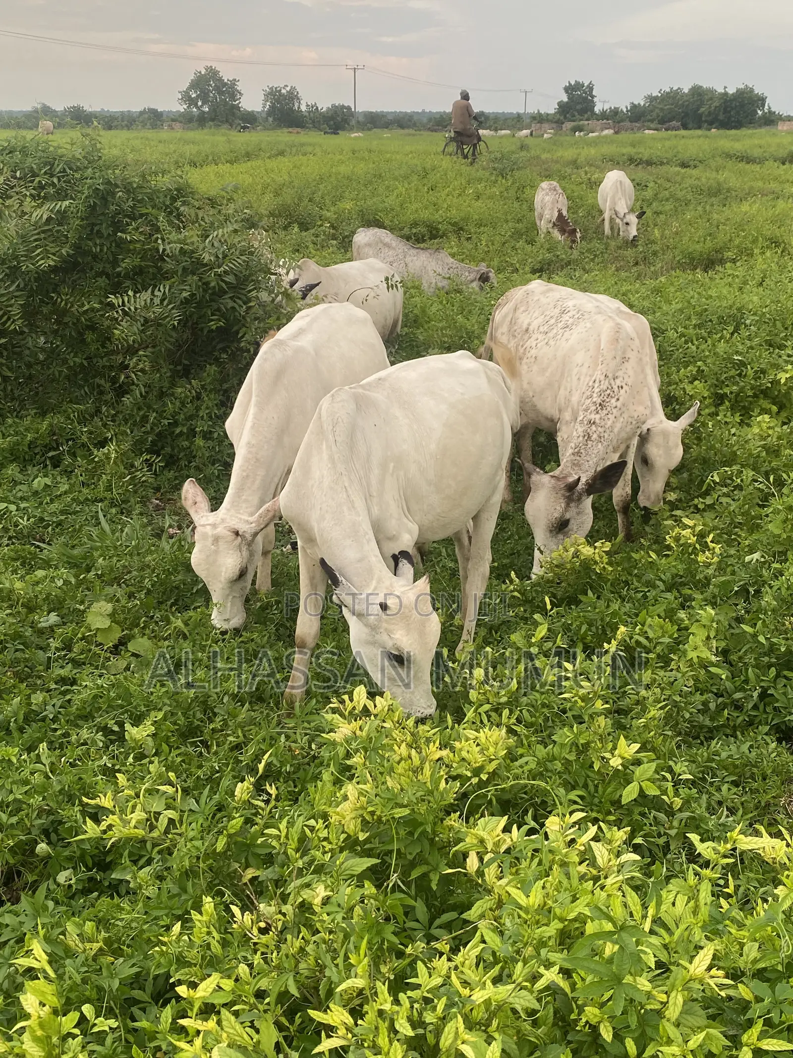 Afa Alhassan Farm Animals