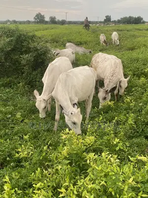 Afa Alhassan Farm Animals