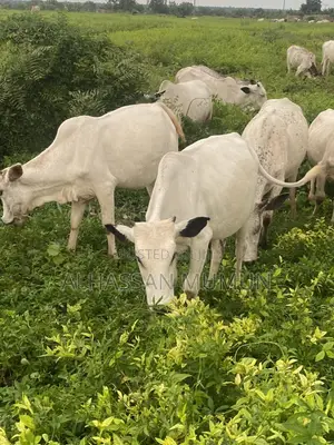 Afa Alhassan Farm Animals