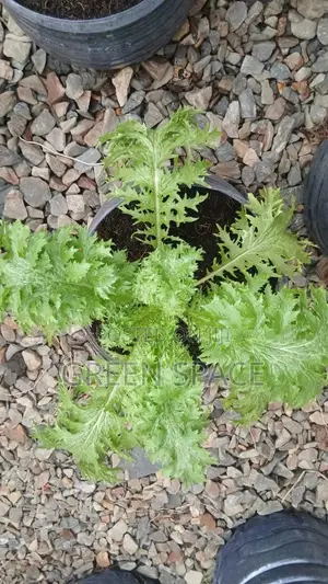 Mustard Greens Seedling