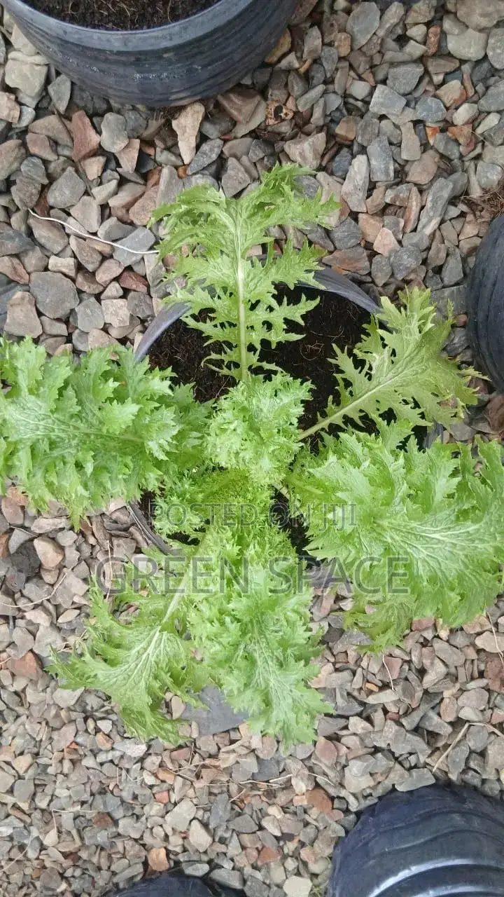 Mustard Greens Seedling