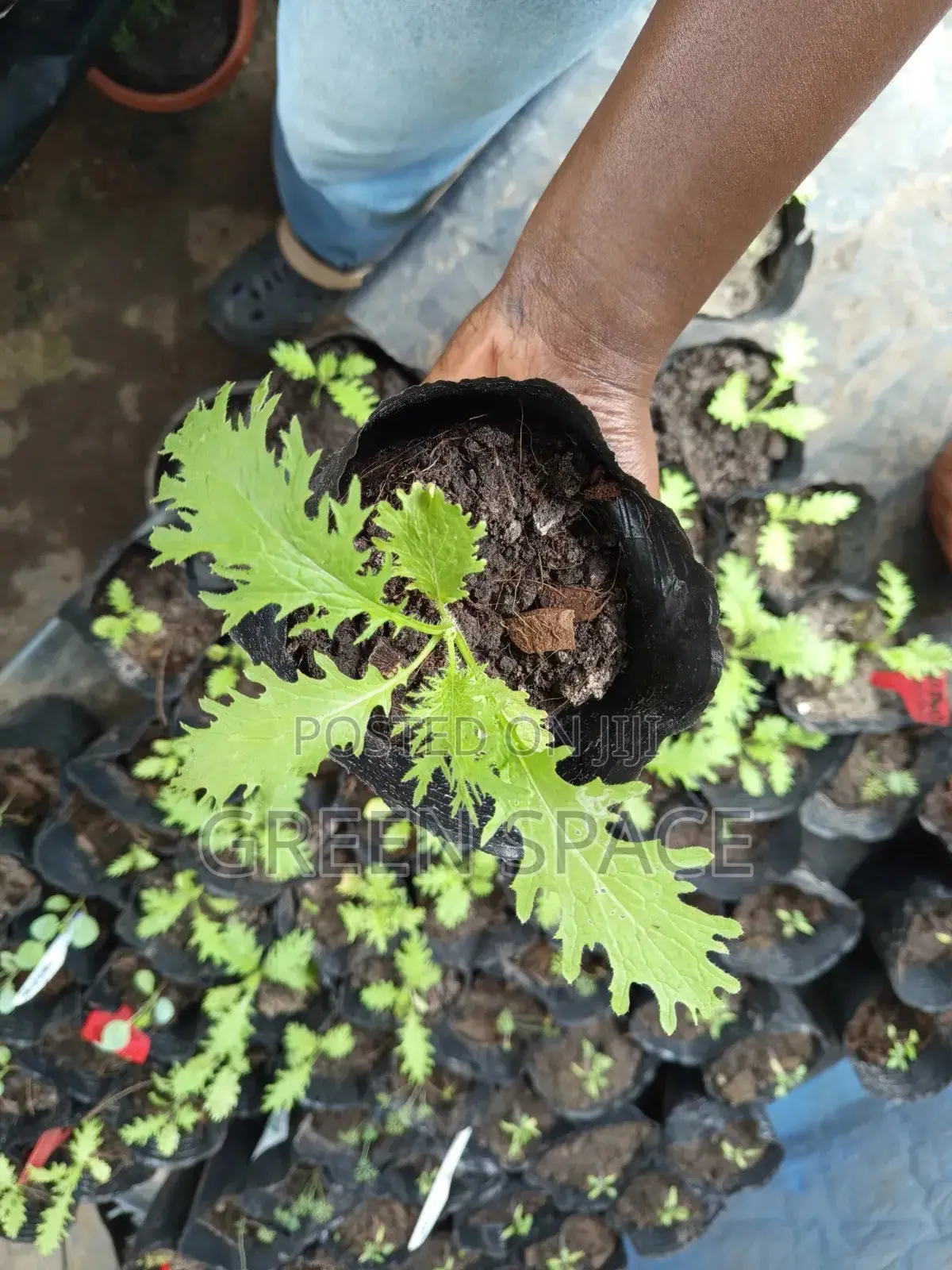 Mustard Greens Seedling