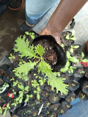 Mustard Greens Seedling