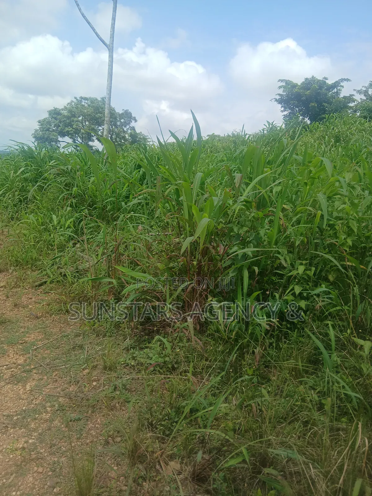 Land at Tonklo, Hohoe for Sale