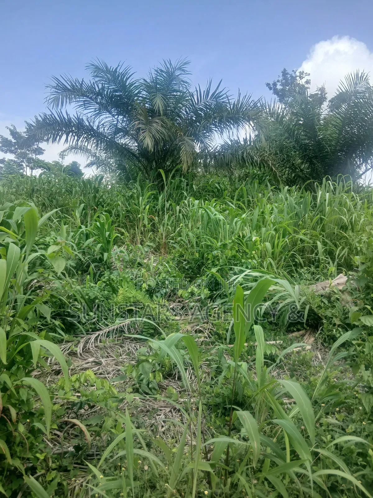 Land at Tonklo, Hohoe for Sale