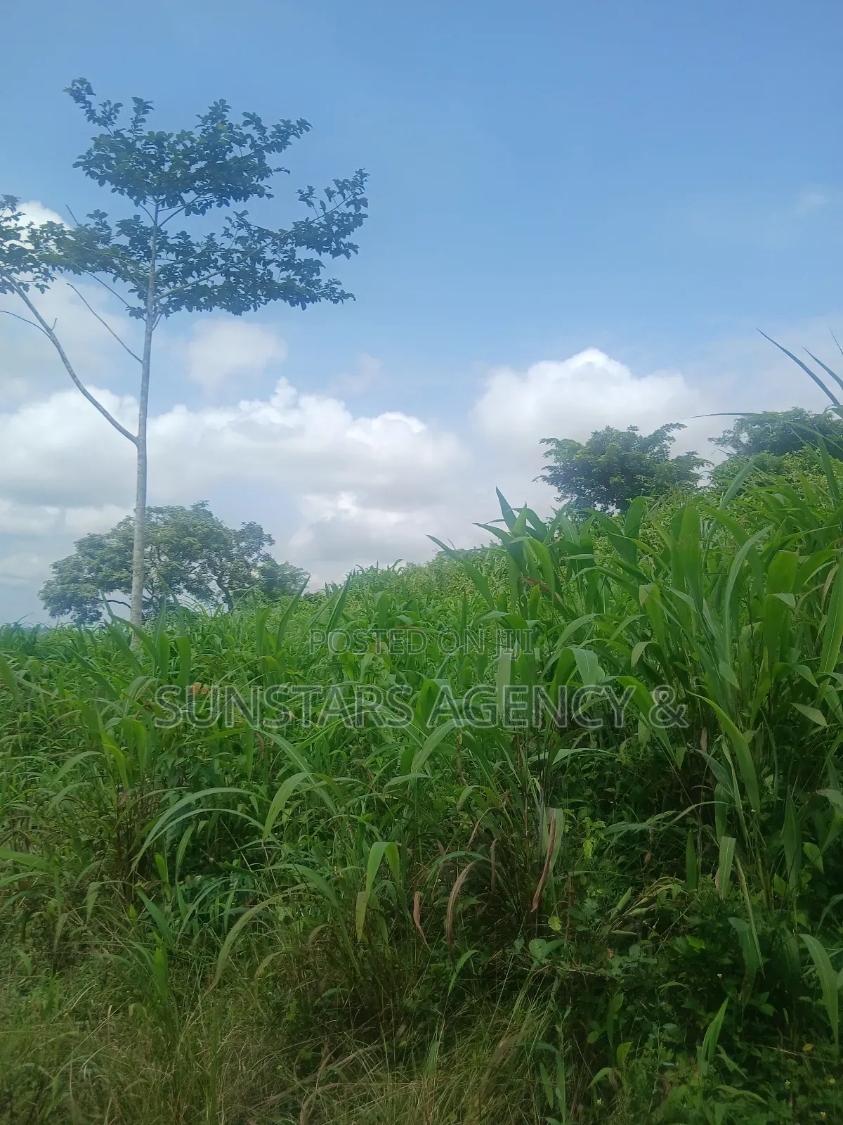 Land at Tonklo, Hohoe for Sale