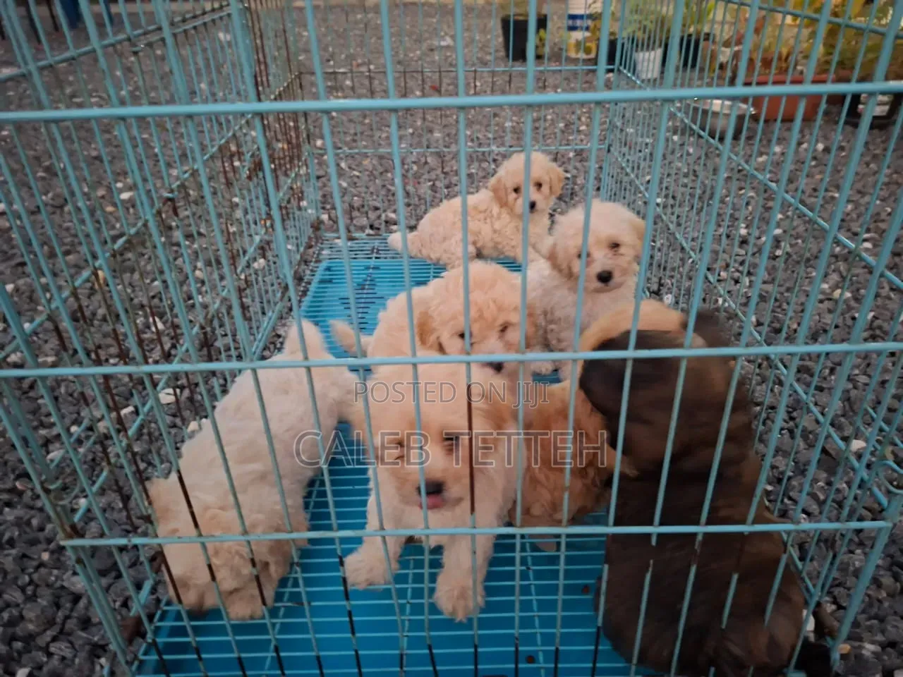 1-3 months Male Mixed Breed Maltipoo