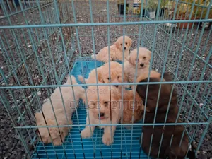 1-3 months Male Mixed Breed Maltipoo