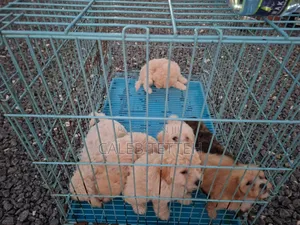 1-3 months Male Mixed Breed Maltipoo
