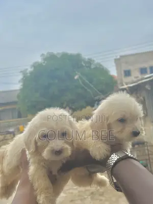1-3 months Female Mixed Breed Poodle