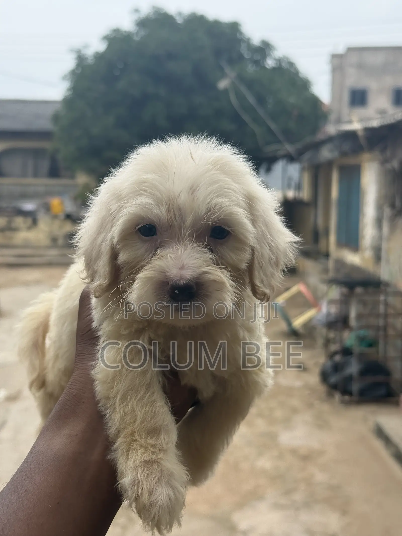 1-3 months Female Mixed Breed Poodle