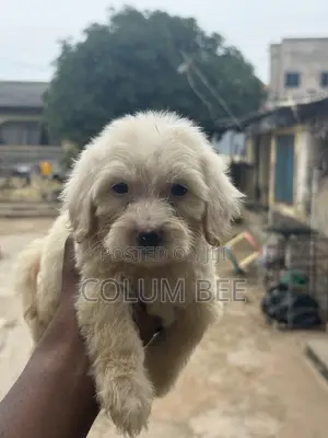 1-3 months Female Mixed Breed Poodle