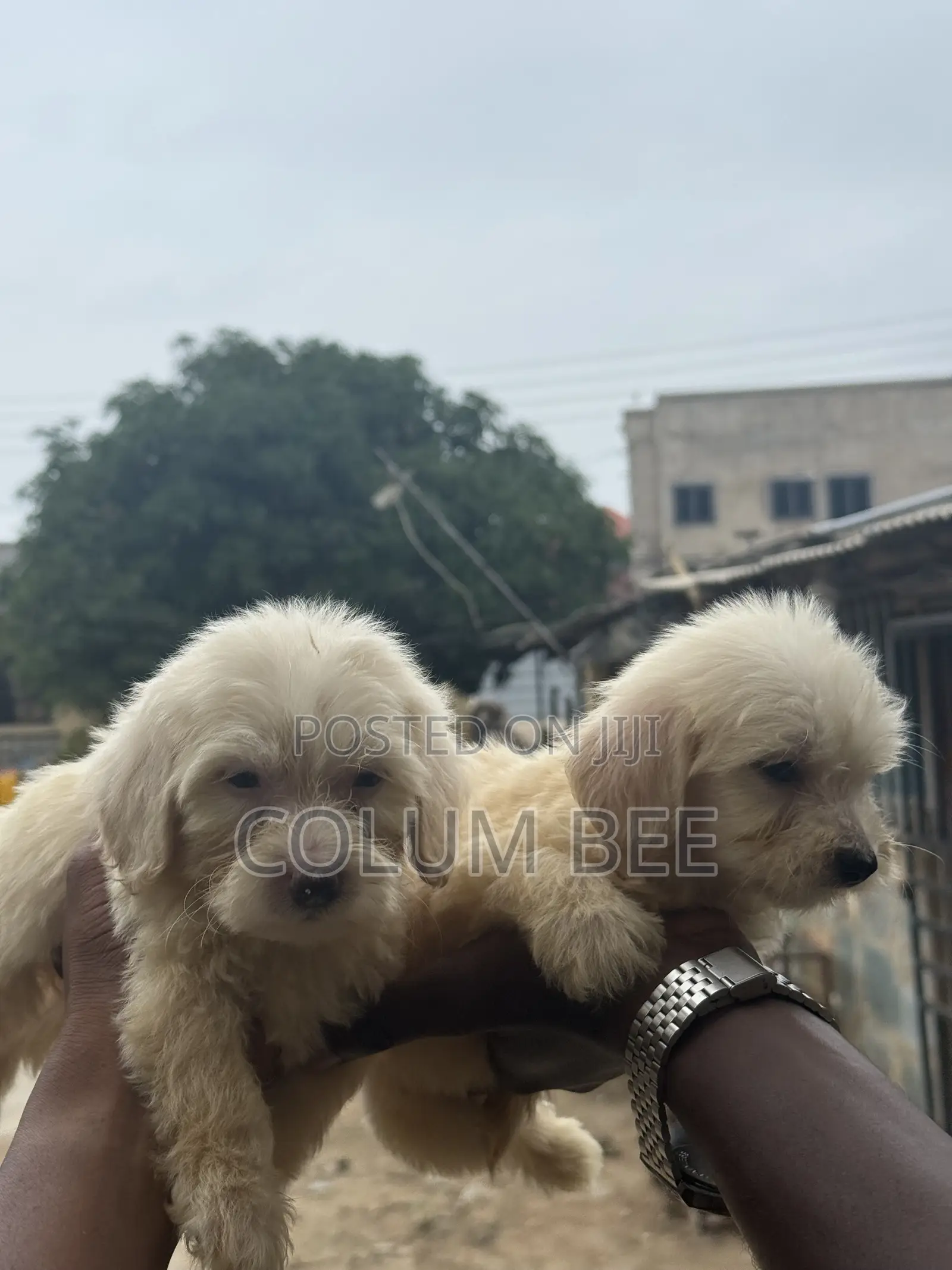 1-3 months Female Mixed Breed Poodle