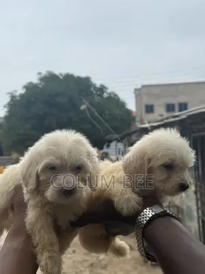 1-3 months Female Mixed Breed Poodle