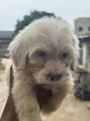 1-3 months Female Mixed Breed Poodle