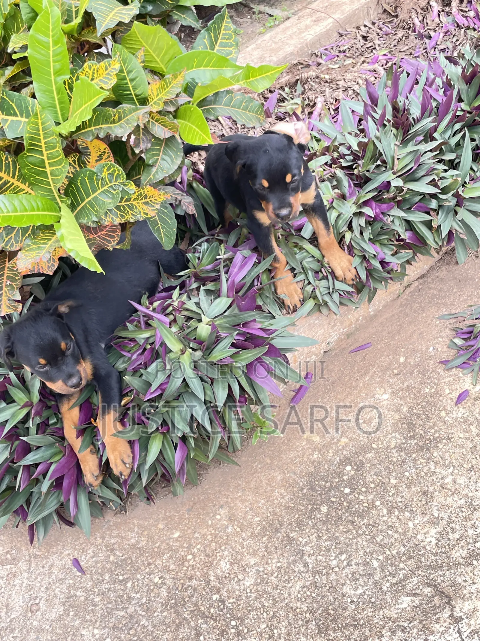 3-6 months Female Purebred Rottweiler