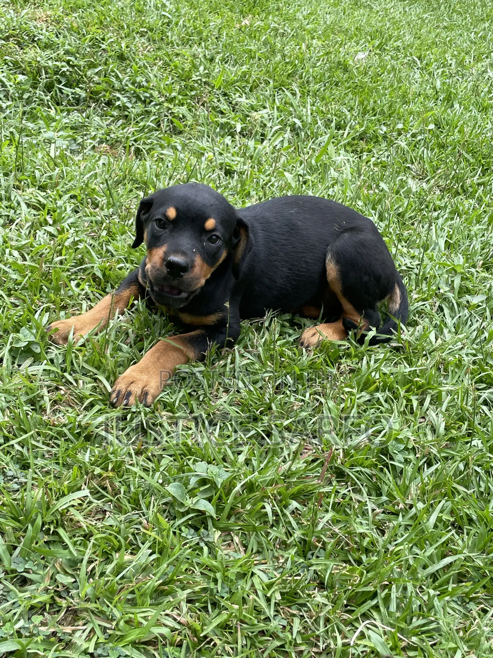 3-6 months Female Purebred Rottweiler