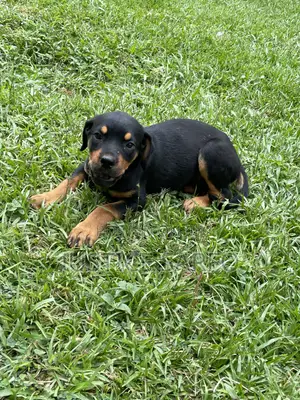 3-6 months Female Purebred Rottweiler