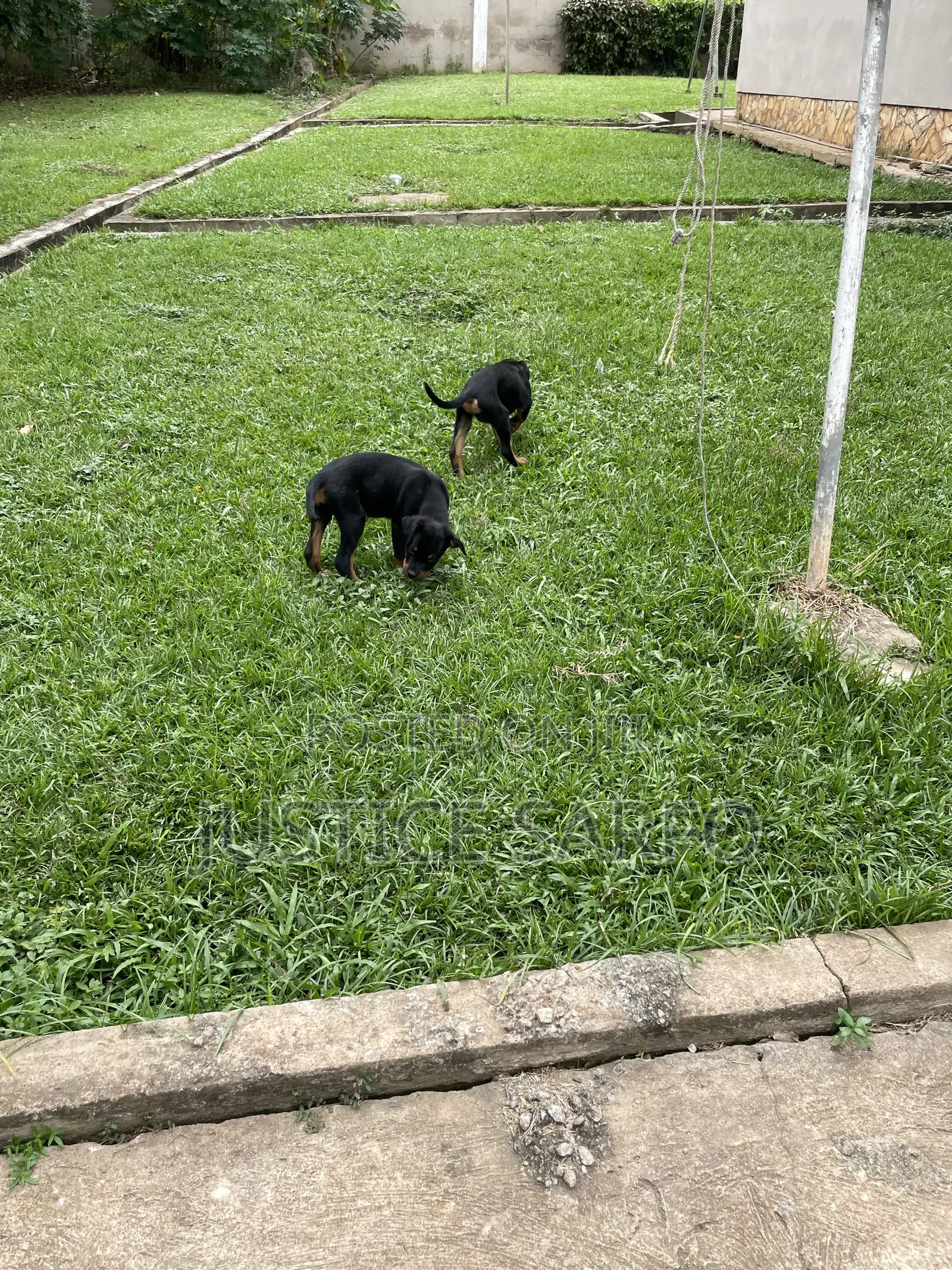 3-6 months Female Purebred Rottweiler